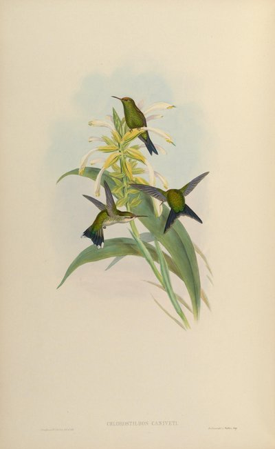 Chlorostilbon canivetii door John Gould